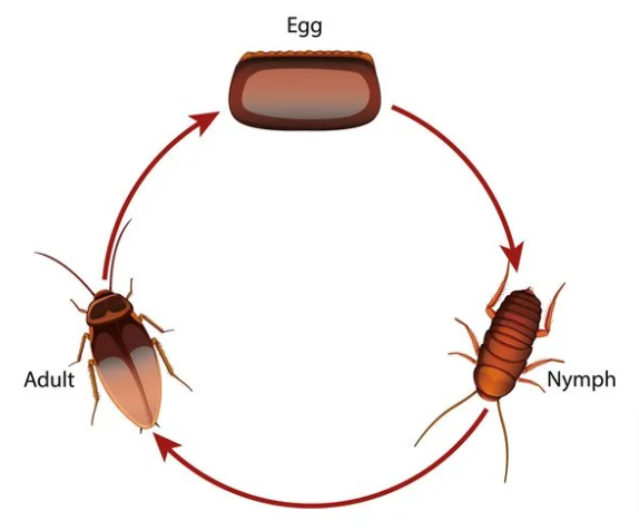 cockroach life cycle lifespan